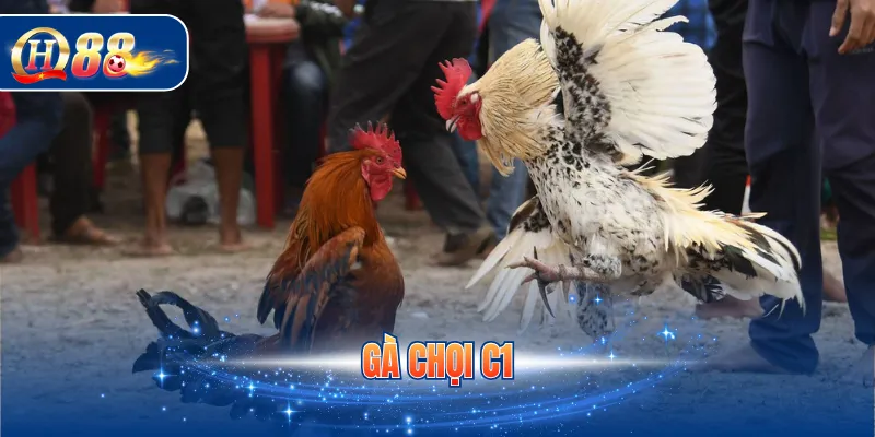 Gà chọi C1
